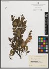 Foto von Salix phylicifolia L.